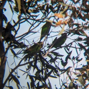 Melopsittacus undulatus at Lake Mackay, NT - 23 May 2024