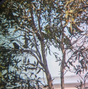 Melopsittacus undulatus at Lake Mackay, NT - 23 May 2024