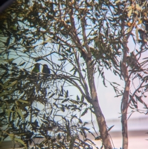 Melopsittacus undulatus at Lake Mackay, NT - 23 May 2024