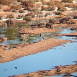 Anarhynchus ruficapillus at Lake Mackay, NT - 23 May 2024