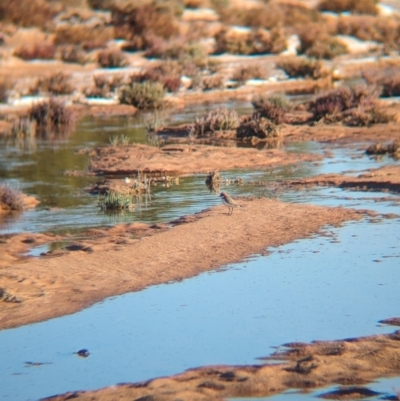 Anarhynchus ruficapillus (Red-capped Plover) at Lake Mackay, NT - 23 May 2024 by Darcy