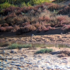 Anarhynchus ruficapillus at Lake Mackay, NT - 23 May 2024