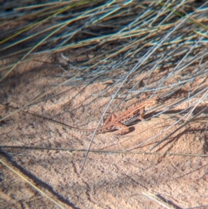 Ctenophorus isolepis at Lake Mackay, NT - 23 May 2024