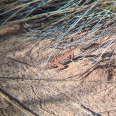 Ctenophorus isolepis at Lake Mackay, NT - 23 May 2024