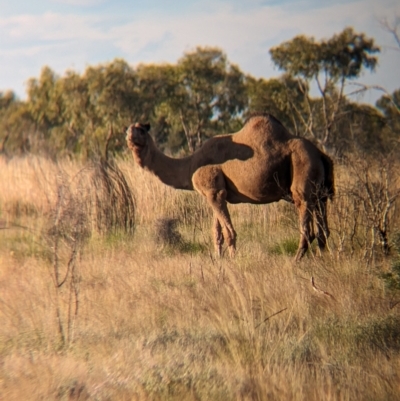 Camelus dromedarius (Camel, Dromedary) at Lake Mackay, NT - 23 May 2024 by Darcy