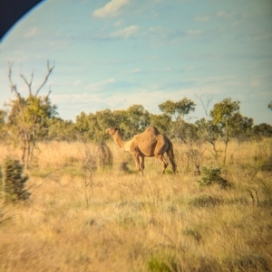 Camelus dromedarius at Lake Mackay, NT - 23 May 2024