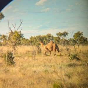 Camelus dromedarius at Lake Mackay, NT - 23 May 2024