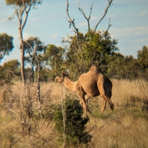 Camelus dromedarius at Lake Mackay, NT - 23 May 2024 05:24 PM