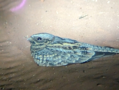 Eurostopodus argus (Spotted Nightjar) at Lake Mackay, NT - 23 May 2024 by Darcy