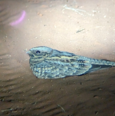 Eurostopodus argus (Spotted Nightjar) at Lake Mackay, NT - 23 May 2024 by Darcy