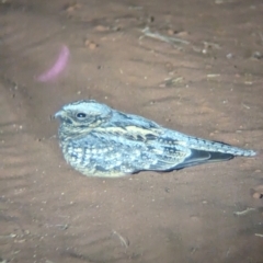 Eurostopodus argus at Lake Mackay, NT - suppressed