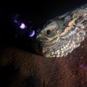 Eurostopodus argus at Lake Mackay, NT - suppressed