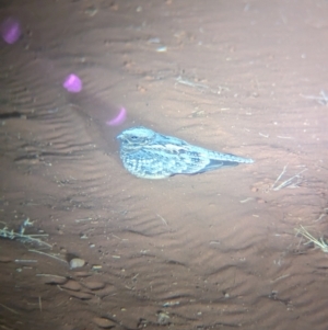 Eurostopodus argus at Lake Mackay, NT - 23 May 2024