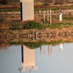 Himantopus leucocephalus (Pied Stilt) at Ilparpa, NT - 24 May 2024 by Darcy