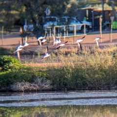 Himantopus leucocephalus at Ilparpa, NT - 25 May 2024