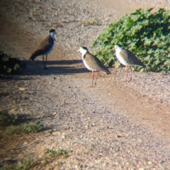 Vanellus miles (Masked Lapwing) at Ilparpa, NT - 24 May 2024 by Darcy