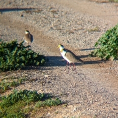 Vanellus miles at Ilparpa, NT - 25 May 2024 07:58 AM