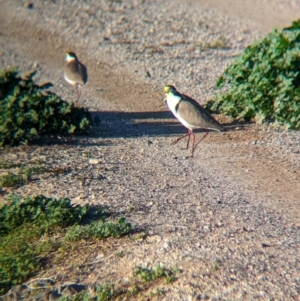 Vanellus miles at Ilparpa, NT - 25 May 2024