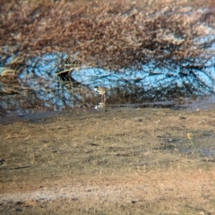 Erythrogonys cinctus at Ilparpa, NT - 25 May 2024