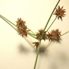 Cyperus lhotskyanus (A Sedge) at Kambah, ACT - 9 Feb 2024 by michaelb