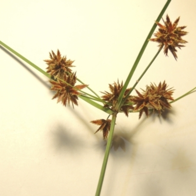 Cyperus lhotskyanus (A Sedge) at Kambah, ACT - 9 Feb 2024 by michaelb