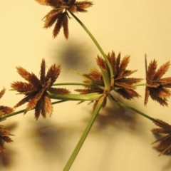 Cyperus lhotskyanus at Urambi Hills - 9 Feb 2024