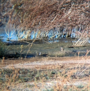 Charadrius melanops at Ilparpa, NT - 25 May 2024