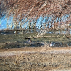 Charadrius melanops at Ilparpa, NT - 25 May 2024