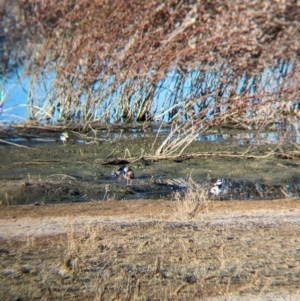 Charadrius melanops at Ilparpa, NT - 25 May 2024