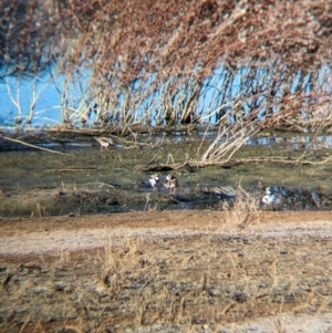 Charadrius melanops at Ilparpa, NT - 25 May 2024 08:09 AM