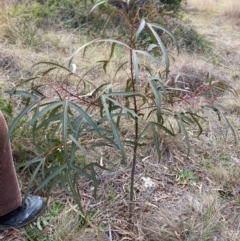 Brachychiton populneus (Kurrajong) at Red Hill to Yarralumla Creek - 8 Jun 2024 by ruthkerruish