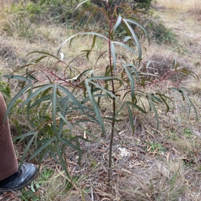 Brachychiton populneus (Kurrajong) at Hughes Garran Woodland - 8 Jun 2024 by ruthkerruish