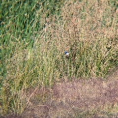 Malurus assimilis (Purple-backed Fairywren) at Ilparpa, NT - 24 May 2024 by Darcy