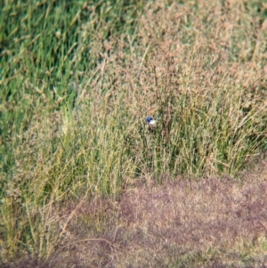 Malurus assimilis at Ilparpa, NT - 25 May 2024 08:43 AM