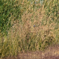 Malurus assimilis at Ilparpa, NT - 25 May 2024 08:43 AM