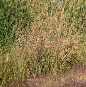 Malurus assimilis at Ilparpa, NT - 25 May 2024 08:43 AM