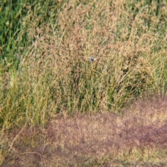 Malurus assimilis at Ilparpa, NT - 25 May 2024 08:43 AM