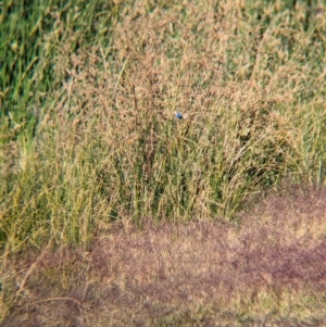 Malurus assimilis at Ilparpa, NT - 25 May 2024