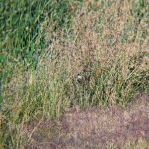 Malurus assimilis at Ilparpa, NT - 25 May 2024 08:43 AM
