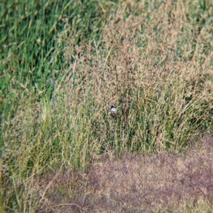 Malurus assimilis at Ilparpa, NT - 25 May 2024 08:43 AM