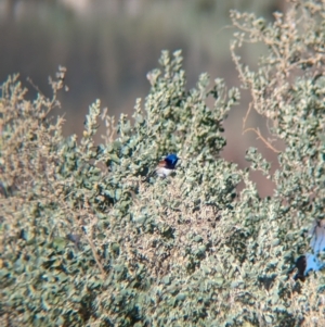 Malurus assimilis at Ilparpa, NT - 25 May 2024 08:47 AM