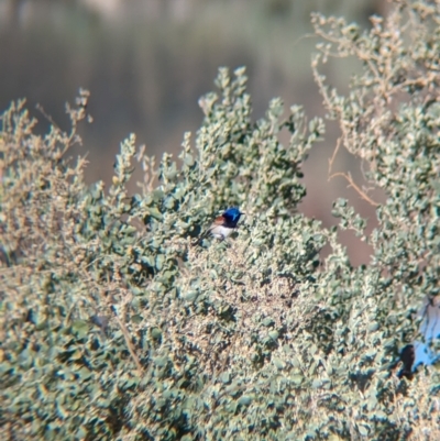 Malurus assimilis (Purple-backed Fairywren) at Ilparpa, NT - 25 May 2024 by Darcy