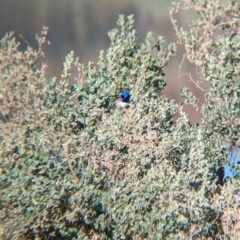 Malurus assimilis at Ilparpa, NT - 25 May 2024 08:47 AM