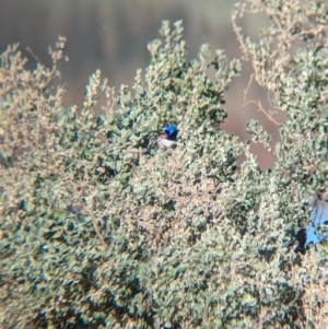 Malurus assimilis at Ilparpa, NT - 25 May 2024 08:47 AM