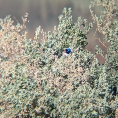 Malurus assimilis at Ilparpa, NT - 25 May 2024 08:47 AM