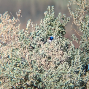 Malurus assimilis at Ilparpa, NT - 25 May 2024 08:47 AM