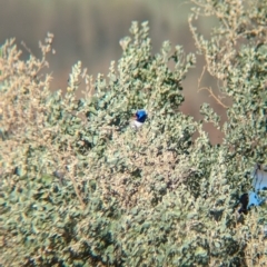 Malurus assimilis at Ilparpa, NT - 25 May 2024