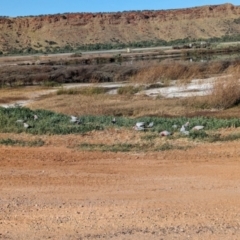 Eolophus roseicapilla (Galah) at Ilparpa, NT - 24 May 2024 by Darcy