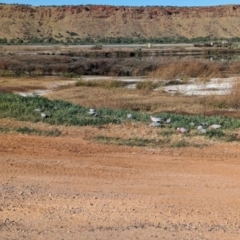 Eolophus roseicapilla at Ilparpa, NT - 25 May 2024