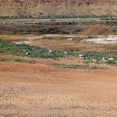 Eolophus roseicapilla at Ilparpa, NT - 25 May 2024